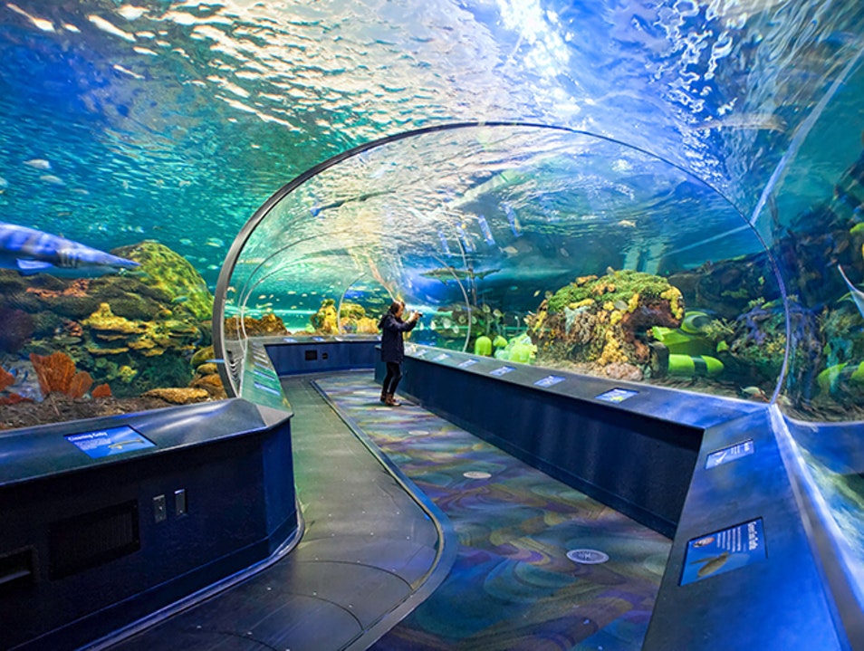 Things To Do https://heavenscabins.icnd-cdn.com/images/thingstodo/Ripleys Aquarium.jpg